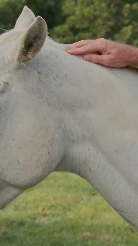 Horse Reel Australia